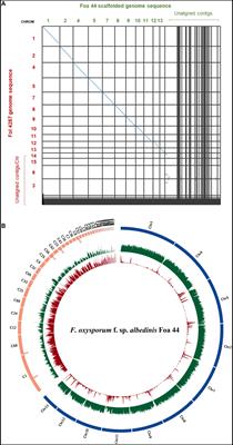 Chromosome-scale assembly uncovers genomic compartmentation of Fusarium oxysporum f. sp. albedinis, the causal agent of Bayoud disease in date palm
